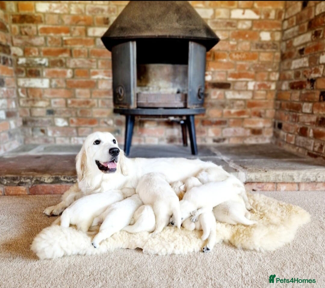 Golden Retriever dogs for sale: Newmiller Retrievers Upcoming Litter Announcement - Advert 1