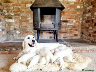 Golden Retriever dogs Newmiller Retrievers Upcoming Litter Announcement - Advert 9