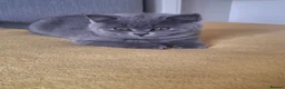 British Shorthair cats for sale: British Shorthair kittens 12 weeks old  in Luton - Advert 21