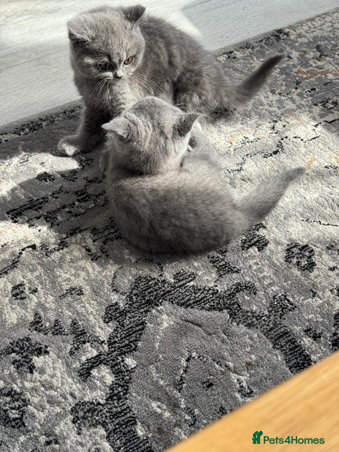 British Shorthair cats for sale: British shorthair kittens  - Image 7