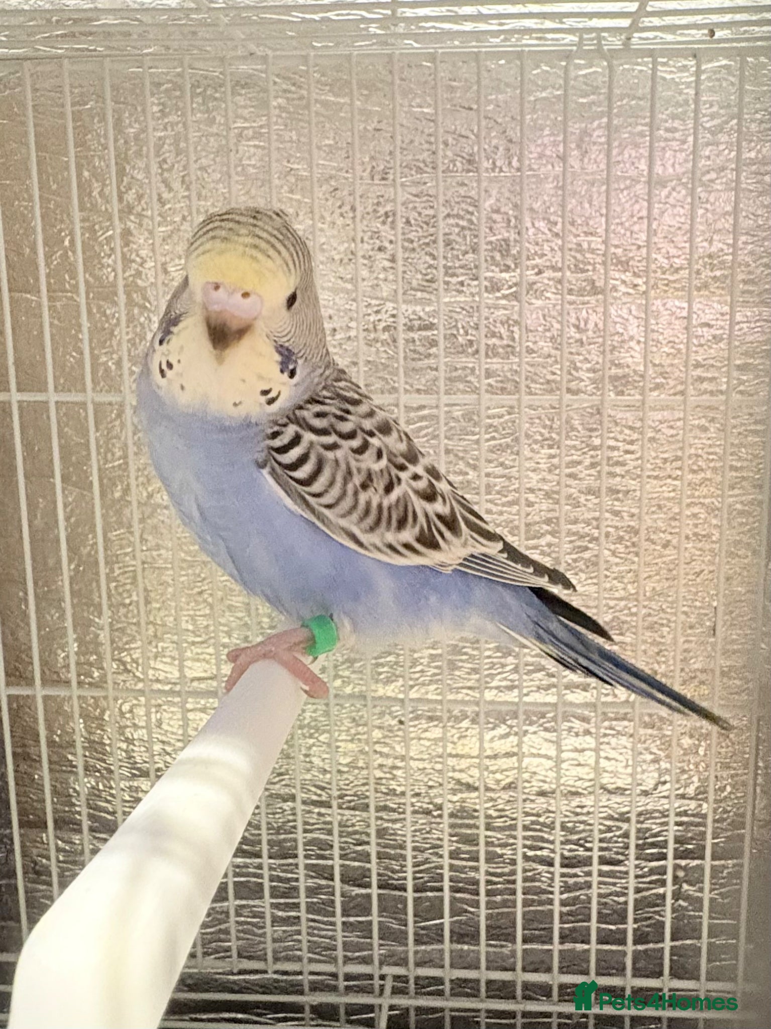 Budgerigars birds Baby budgies  - Advert 1