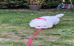 Maltese dogs for sale: Puppy - Image 9