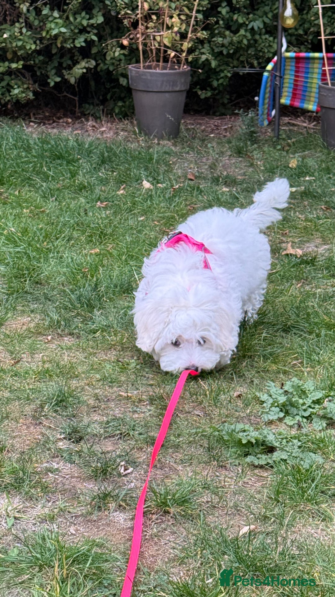 Maltese dogs for sale: Puppy - Image 9