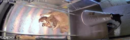 Cockapoo dogs for sale: Outstanding cockapoo puppies - Advert 19