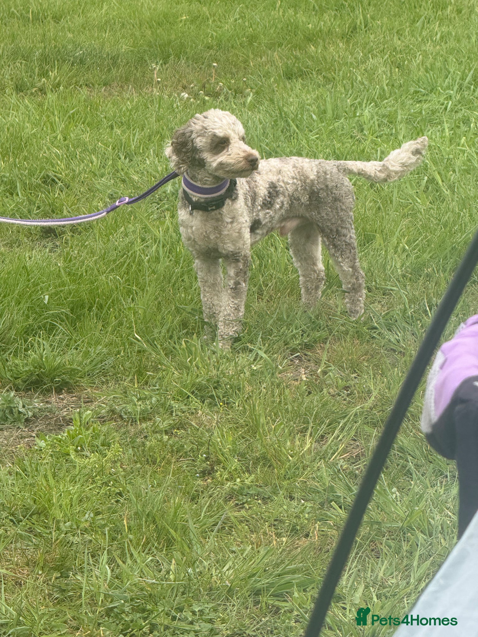 Mixed Breed dogs  STUNNING RARE  PHANTOM TOY X MINITURE POODLE - Advert 2