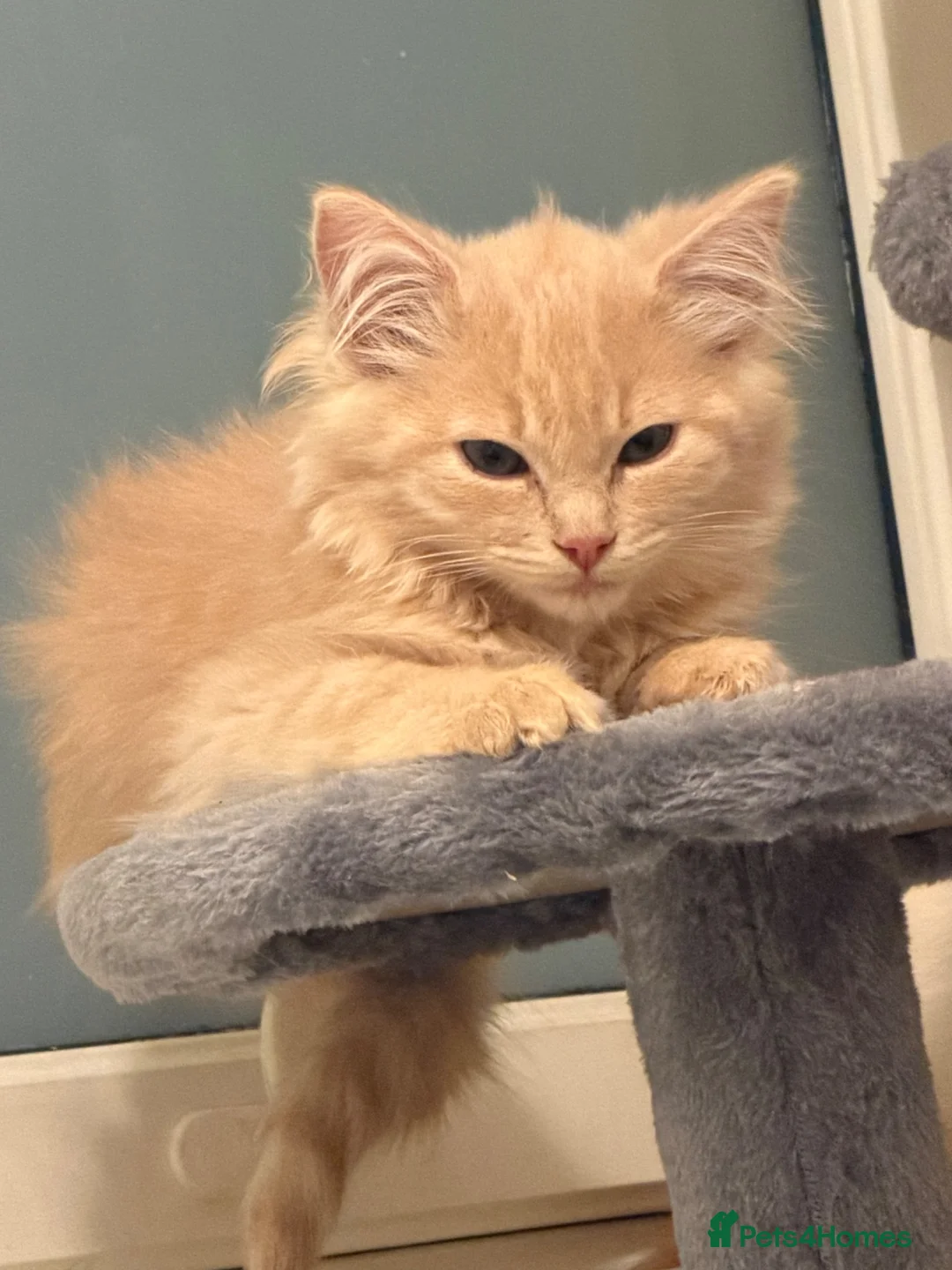 Maine Coon cats for sale: Maine coon  in Hamilton - Advert 1