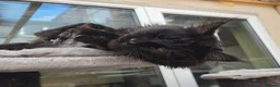 Maine Coon cats for stud: Large Black 9kg Russian Lines Maine Coon STUD - Advert 4