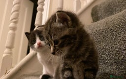 American Shorthair cats for sale: Kittens for Sale - Image 4