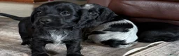 Cocker Spaniel dogs for sale: Show cocker puppies - Advert 3