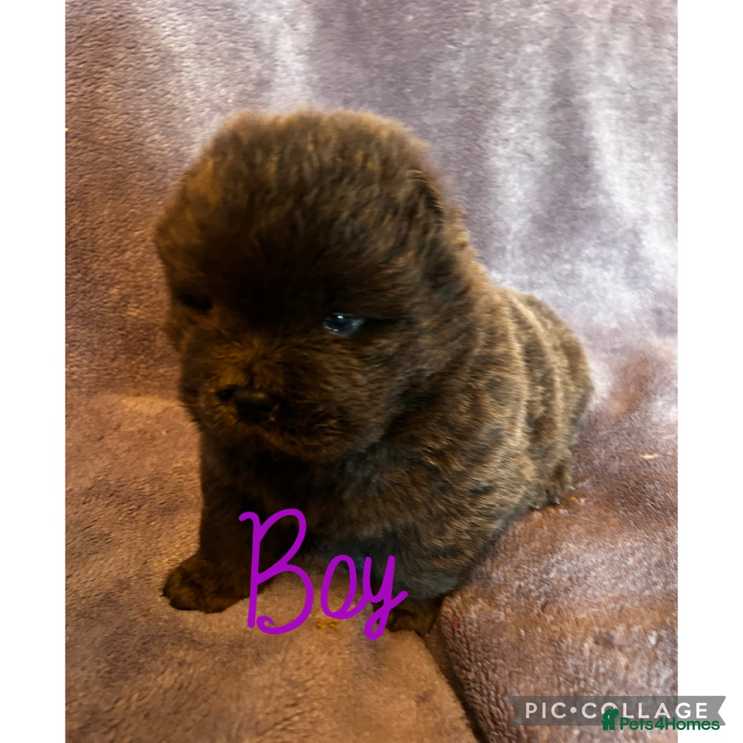 Chow Chow dogs for sale: Stunning chow chow puppies  - Advert 30