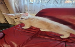 Maine Coon cats for sale: Large Breed Maine Coon cross  - Image 3