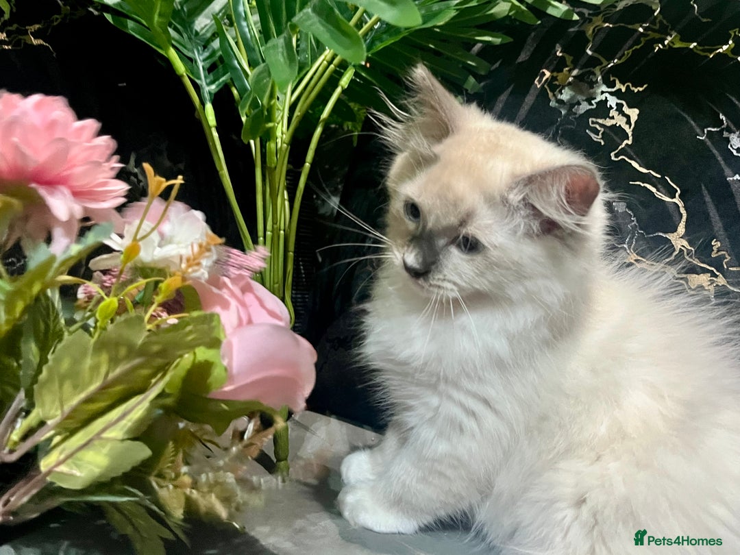 Ragdoll cats for sale: Pure Ragdoll kitten - Image 2