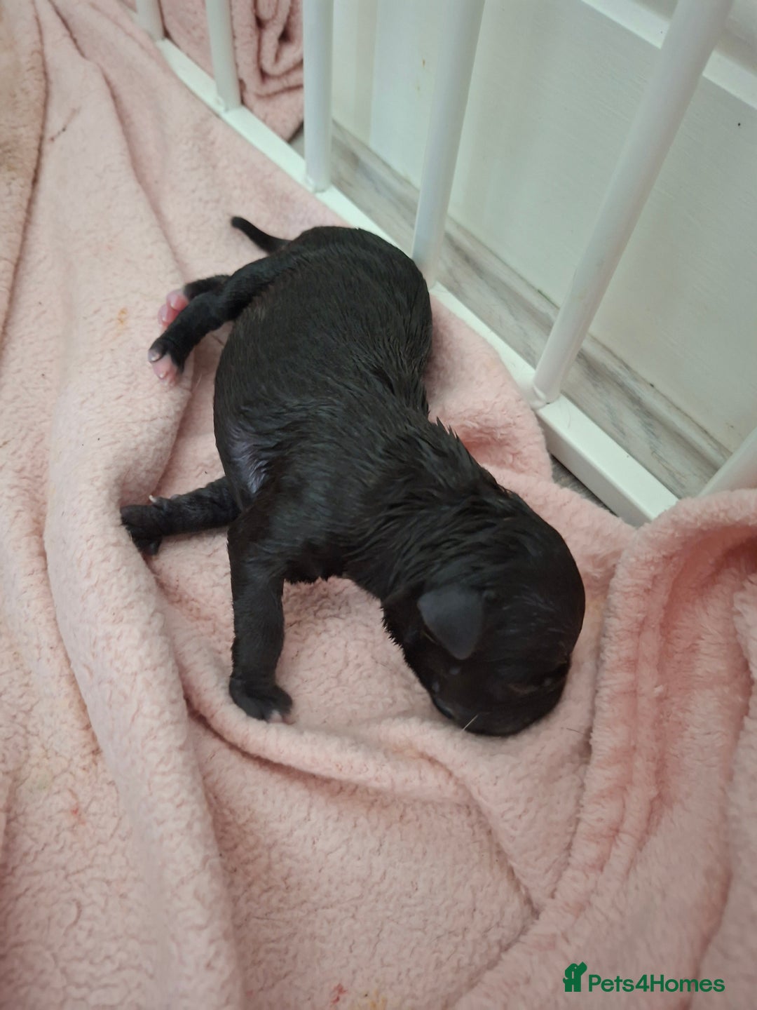 Staffordshire Bull Terrier dogs for sale: Staffy pups ready 26th august 2 brindle 3 blue - Image 28
