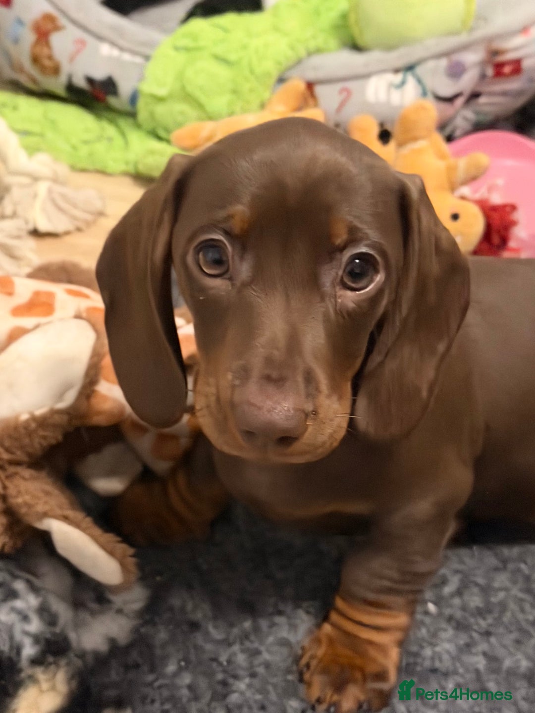 Miniature Dachshund dogs for sale: REDUCED…PRA Clear, KC Reg Miniature Dachshund Girl - Advert 1