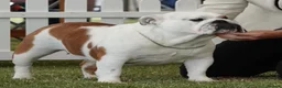English Bulldog dogs for sale: Double ch bred Bulldog Puppies  - Advert 3