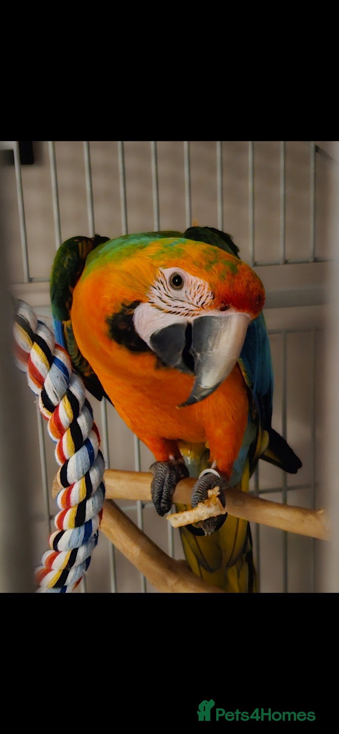 Parrots birds Supertame Catalina macaw female dominant yellow - Advert 2