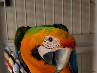 Parrots birds Supertame Catalina macaw female dominant yellow - Advert 1