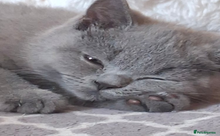 British Shorthair cats - Advert 2