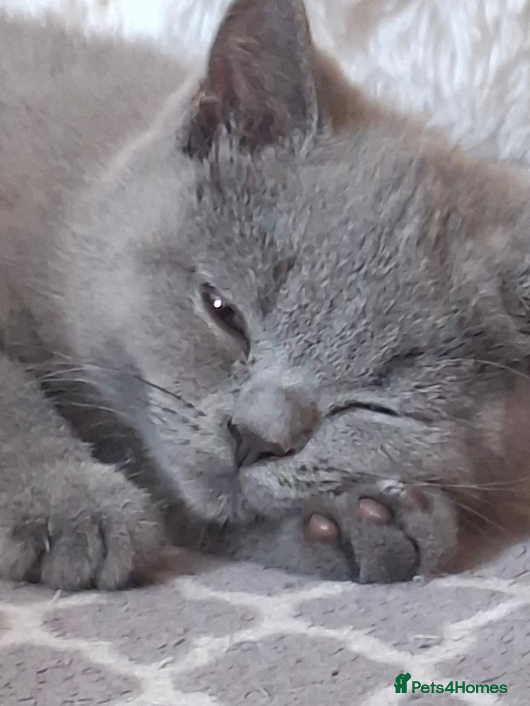 British Shorthair cats for sale: Pedigree British BSH girl for sale. Last one! - Image 1