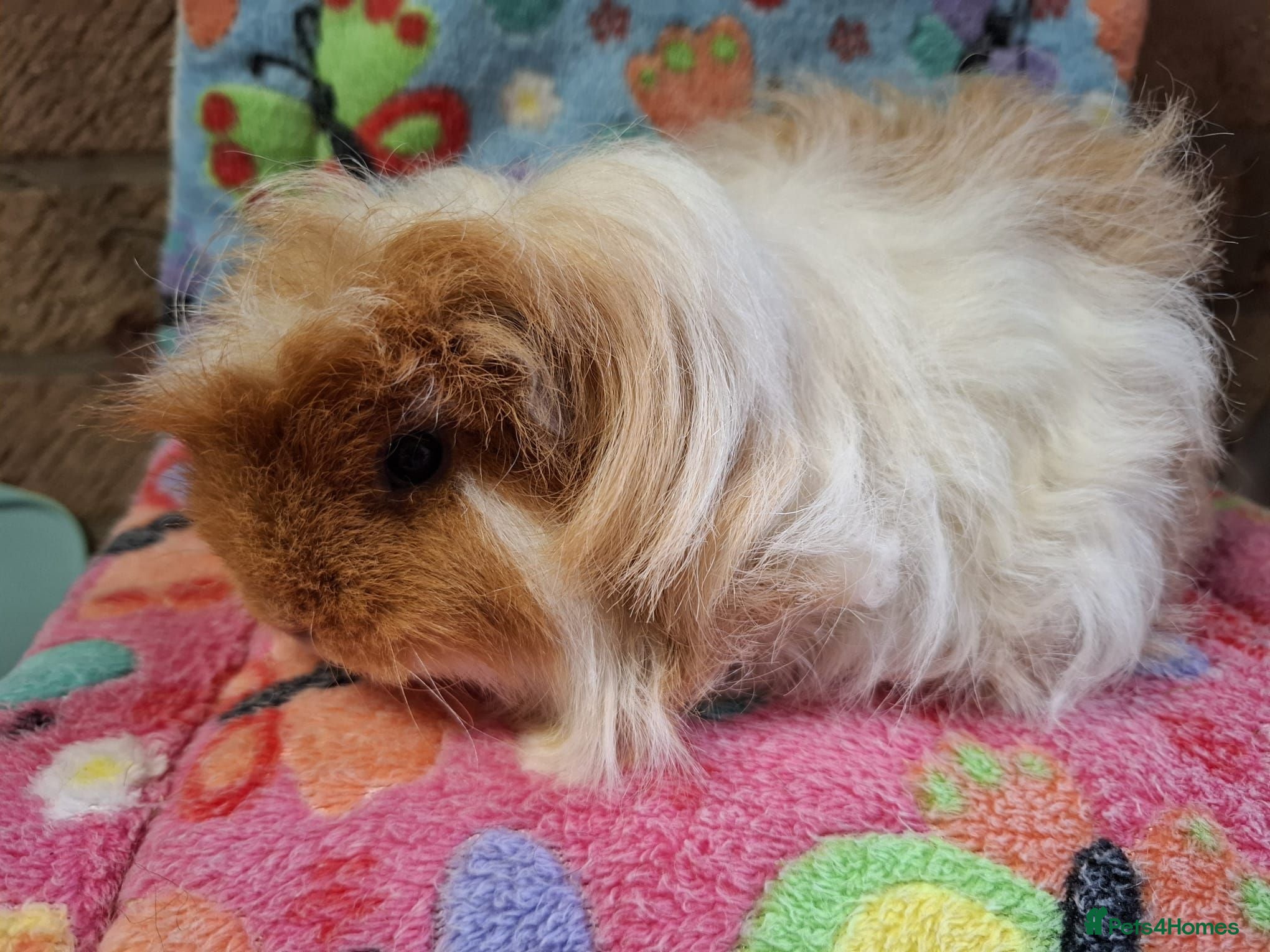 Guinea Pig rodents Young Adult Retired Merino Sow RTR - Advert 10