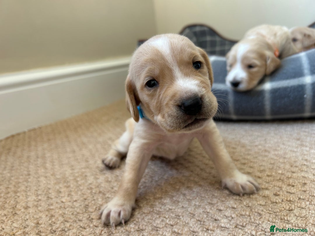 Cocker Spaniel dogs for sale: Working Cocker Spaniel Puppies  - Image 9