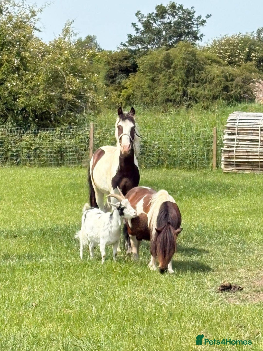 Welsh Section B horses for sale: Pony for Sale  - Image 6