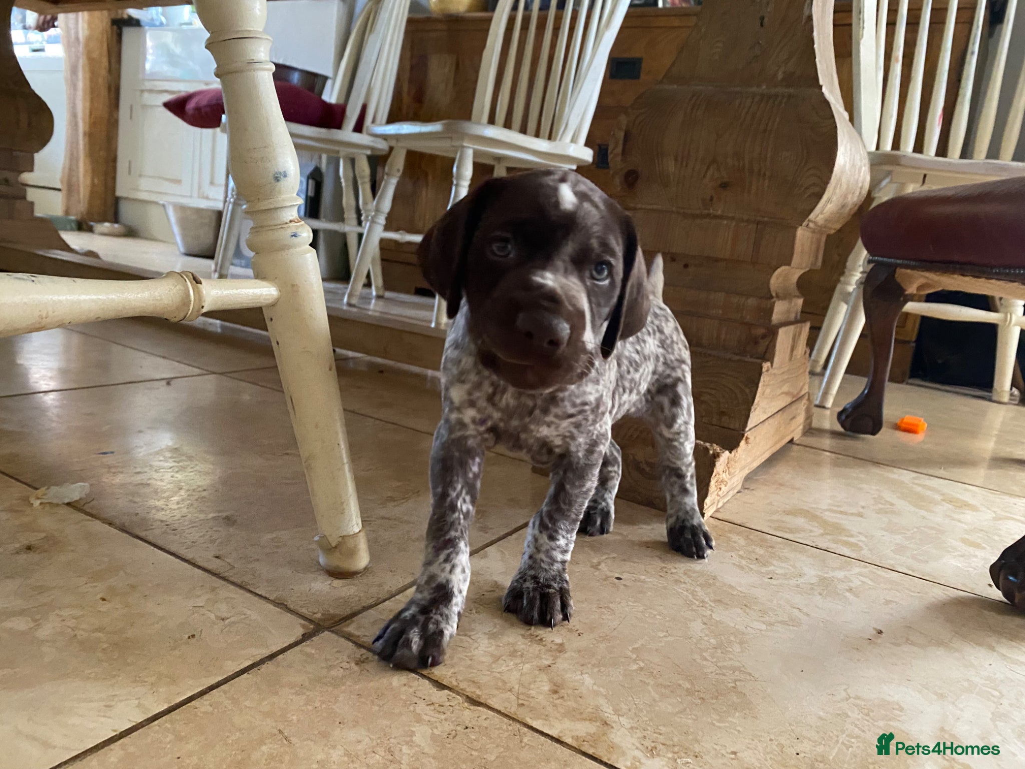 German Shorthaired Pointer dogs KC reg German shorthaired Pointer - Advert 1