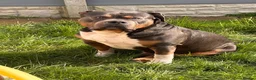 Mixed Breed dogs for sale: Magic  in Wednesbury - Advert 3