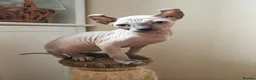 Sphynx cats for sale: Last boy available. READY NOW - Advert 2