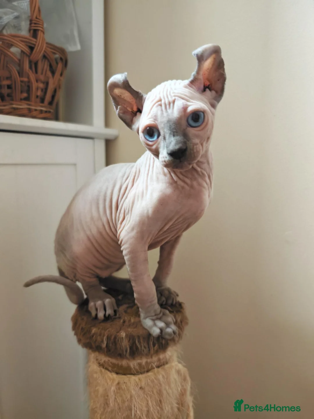 Sphynx cats for sale: Last boy available. READY NOW - Advert 2