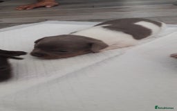 Chiweenie dogs for sale: Chiweenie puppies  - Advert 9