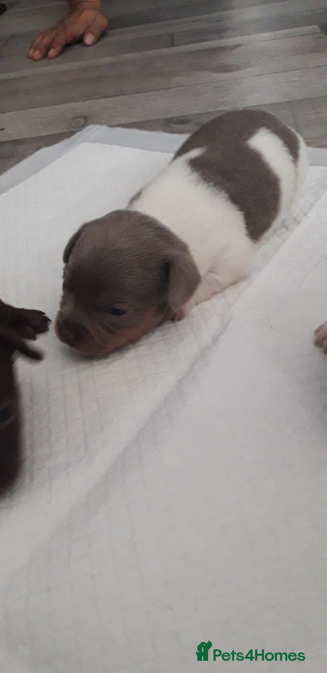 Chiweenie dogs for sale: Chiweenie puppies  - Advert 9