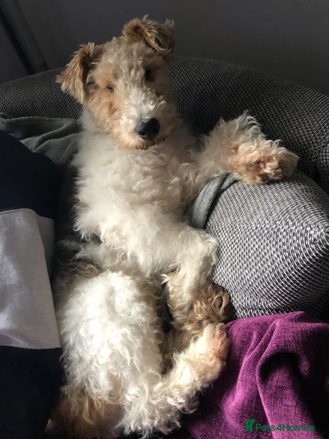 Fox Terrier dogs for stud: Wire haired fox terrier for stud  - Advert 6