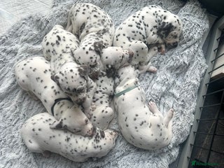 Dalmatian dogs Liver spotted Dalmatians - Advert 5