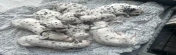 Dalmatian dogs for sale: Only 1 boy available  - Advert 11
