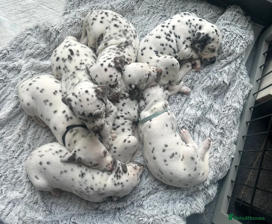 Dalmatian dogs for sale: Only 1 boy available  - Advert 11