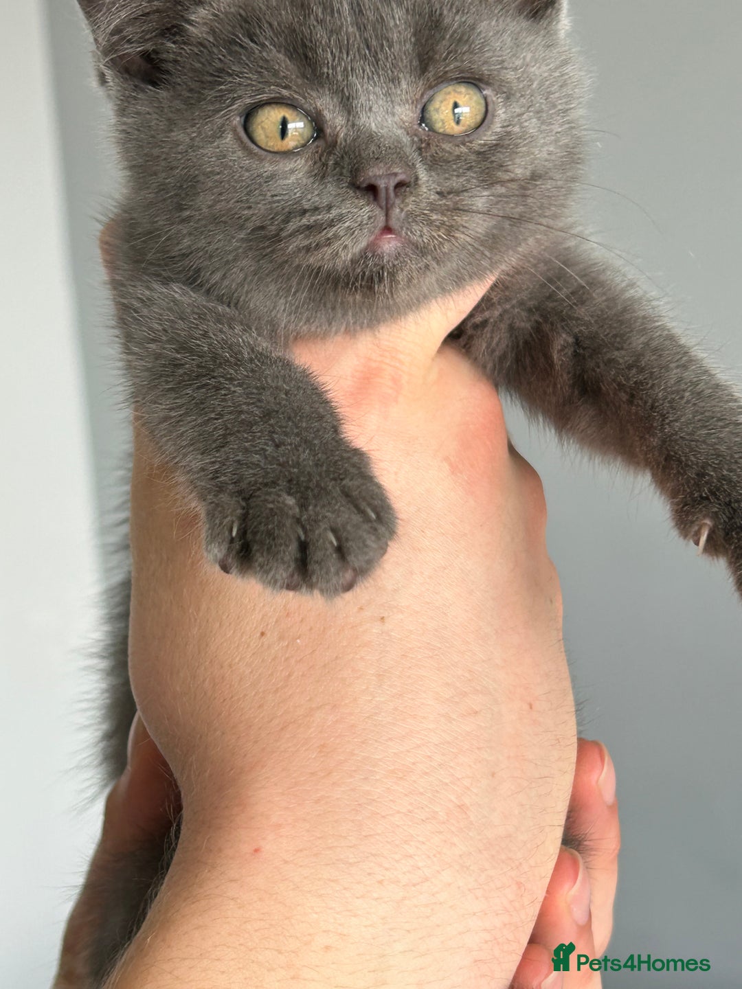 British Shorthair cats for sale: British shorthair kittens  - Image 3