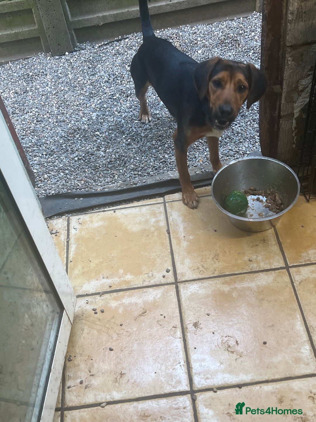 Mixed Breed dogs for sale: Jack Russell x cocker spaniel  - Image 2