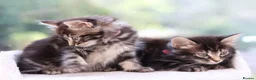 Mixed Breed cats for sale: Tabby Kittens Ready SOON - Advert 13