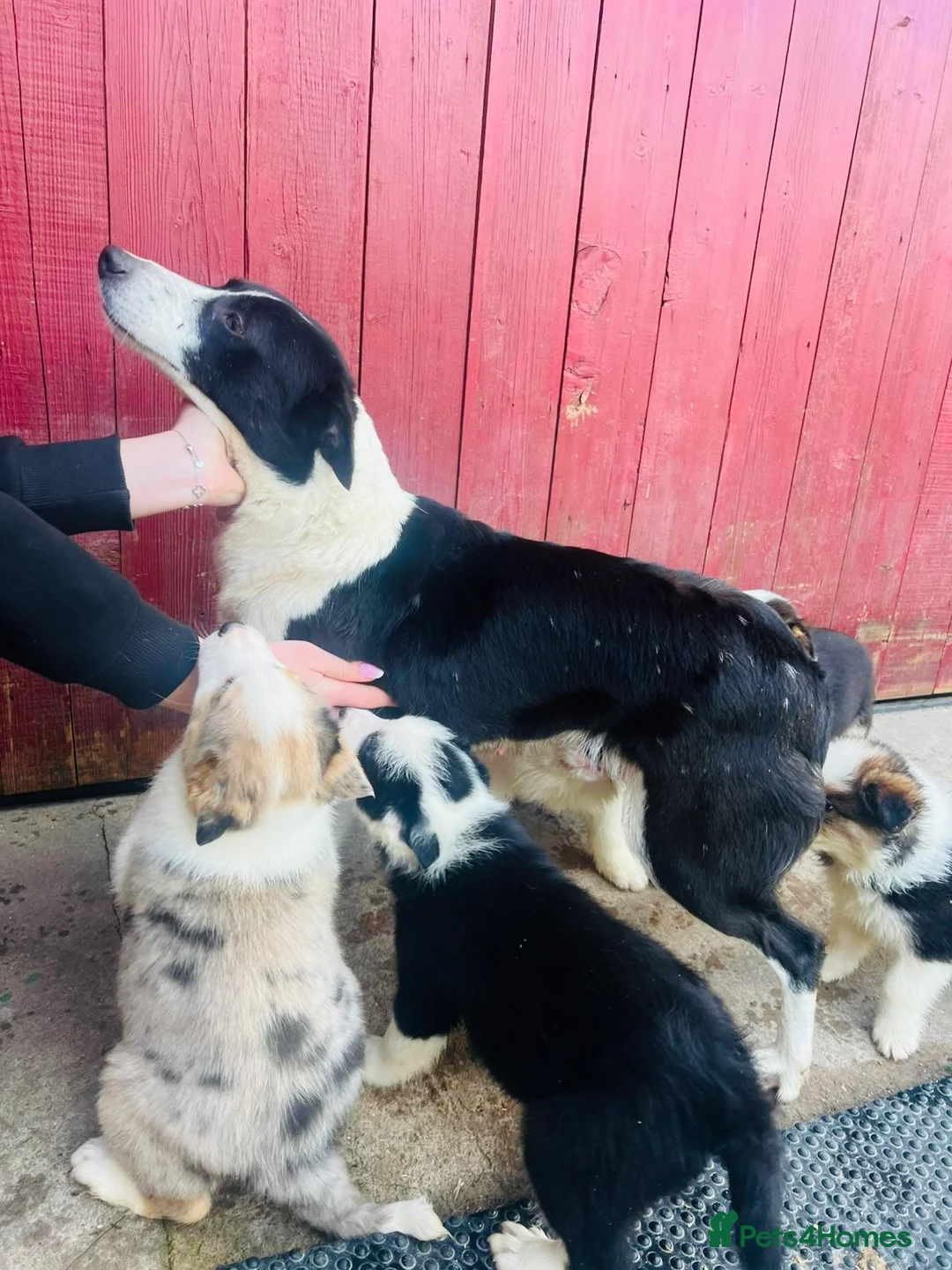 Border Collie dogs for sale: Pure Bred Border Collie Puppies For Sale - Advert 13