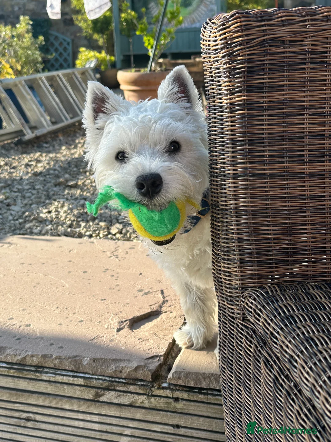 West Highland Terrier dogs for stud: Westie for stud  - Advert 8