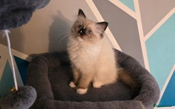 Ragdoll cats for sale: 5 Adorable Ragdoll Kittens - Ready now ✨️ in Billericay - Image 2