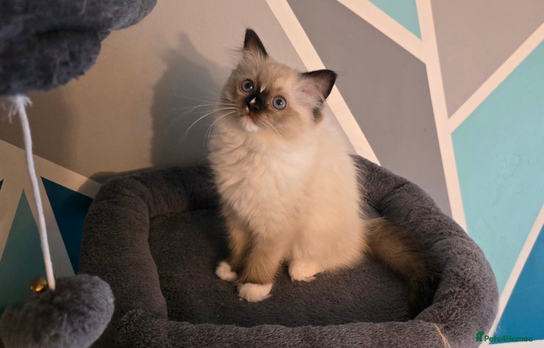 Ragdoll cats for sale: 5 Adorable Ragdoll Kittens - Ready now ✨️ in Billericay - Image 2