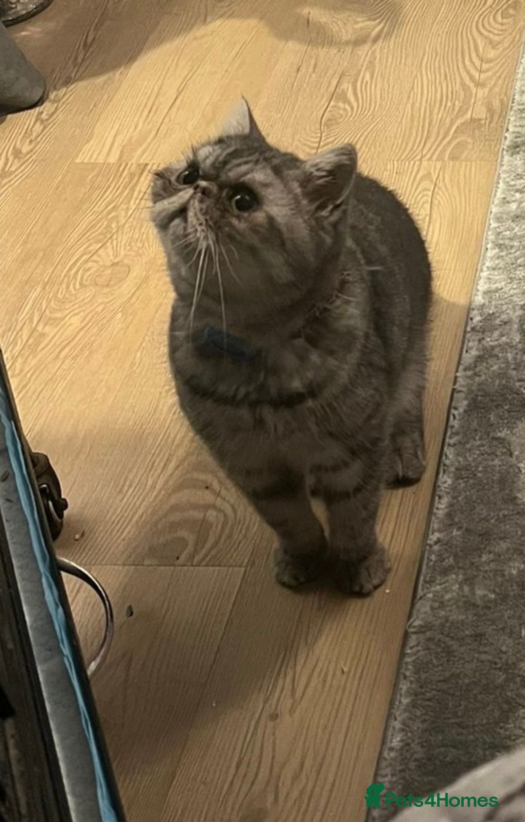 Persian cats for sale: 4 year old Persian male - Image 2