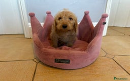 Labradoodle dogs for sale: ⭐️⭐️ Stunning F1 Miniature Labradoodles ⭐️⭐️ - Advert 26