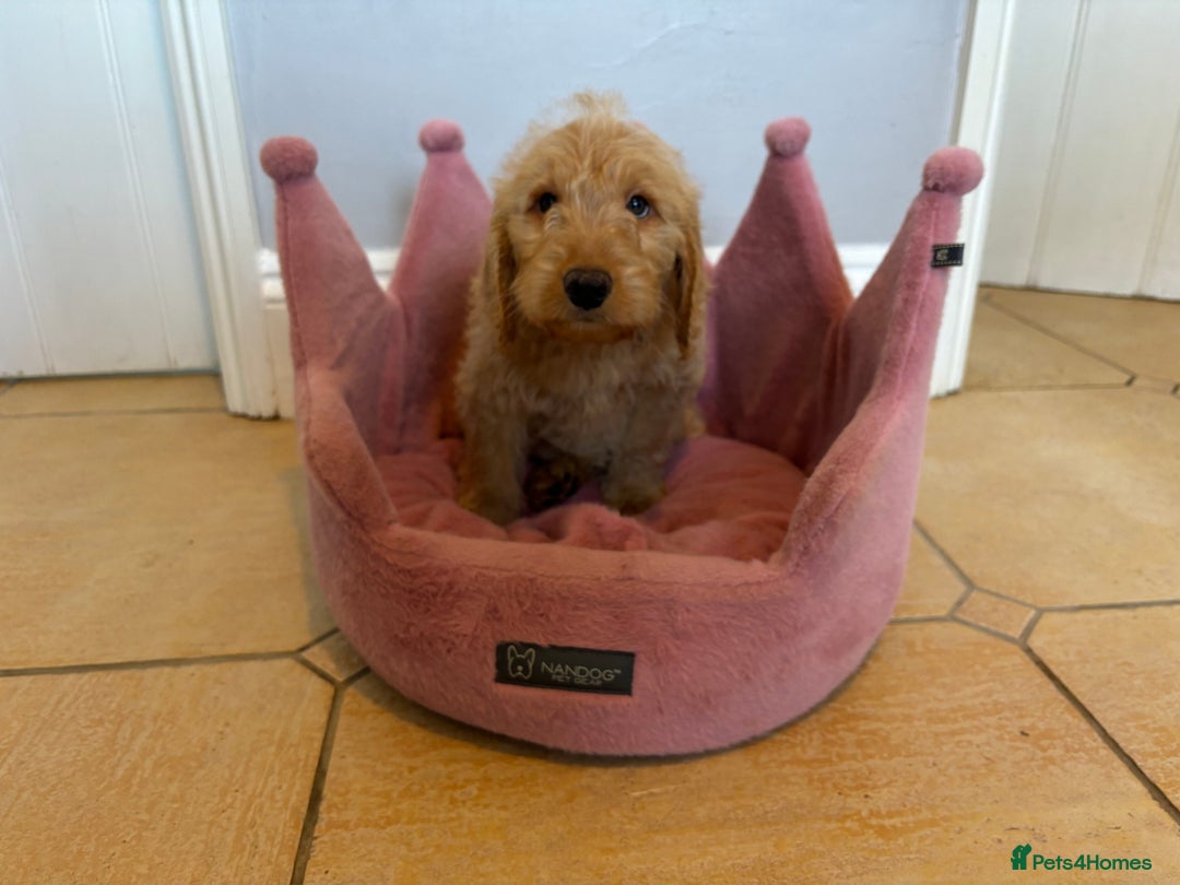 Labradoodle dogs for sale: ⭐️⭐️ Stunning F1 Miniature Labradoodles ⭐️⭐️ - Advert 26