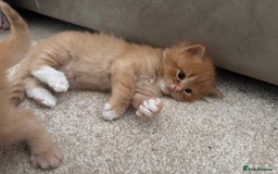 Ragdoll cats for sale: Ragdoll mix kittens (Only 1 Boy Left) - Image 17