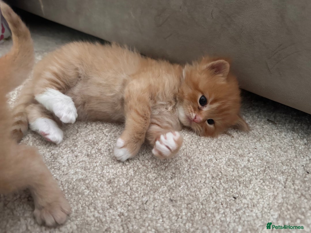 Ragdoll cats for sale: Ragdoll mix kittens (Only 1 Boy Left) - Image 17