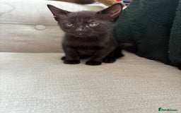 British Shorthair cats for sale: 4 kittens for sale - Image 14