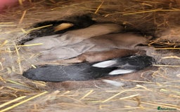 Rex rabbits for sale: Purebred Mini Rex babies - rainbow colours!  - Image 3